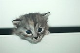 Image result for cats