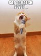 Image result for Cat Scratch Fever Meme