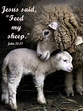 Image result for Feed My Sheep Scripture