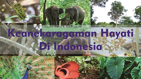 Keanekaragaman Hayati Indonesia yang Perlu Dilindungi