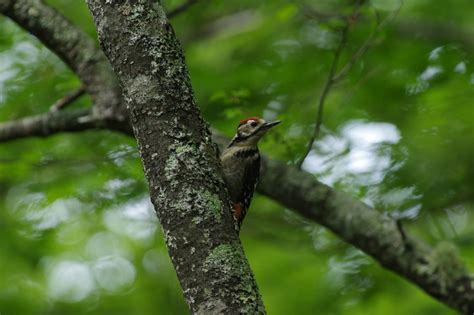 Taman Nasional Jepang untuk Birdwatching