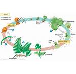 siklus hidup tumbuhan