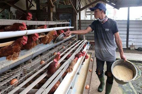 Peternakan Ayam Indonesia