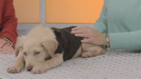 TUESDAY TAILS: Meet Hunter from the SPCA of East Texas | cbs19.tv