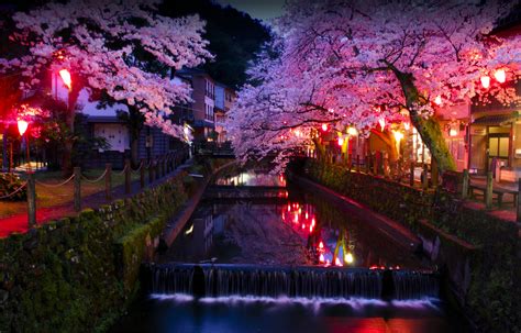 Sakura Jepang wallpaper