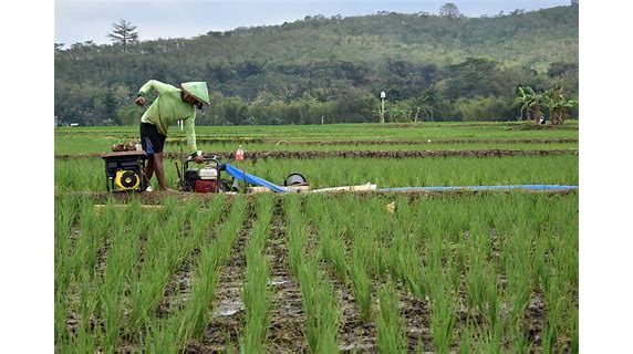 Pertanian Tanpa Pestisida Indonesia