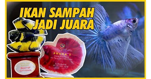 ikan cupang juara dunia