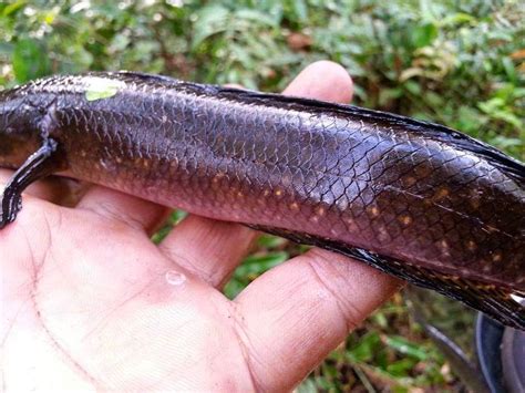 Channa Besar: The Giant Snakehead of Indonesia
