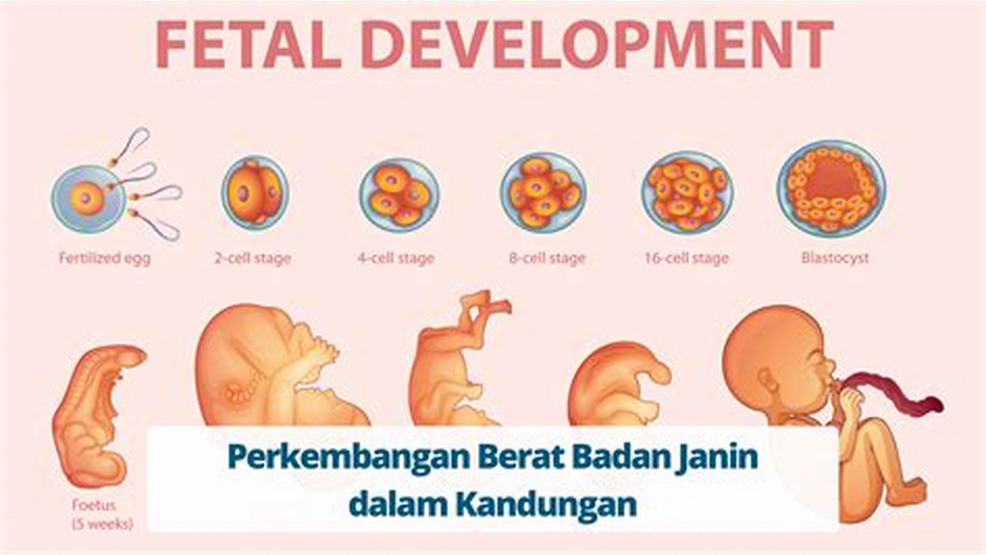 Understanding Fetomaternal Health Care in Indonesia