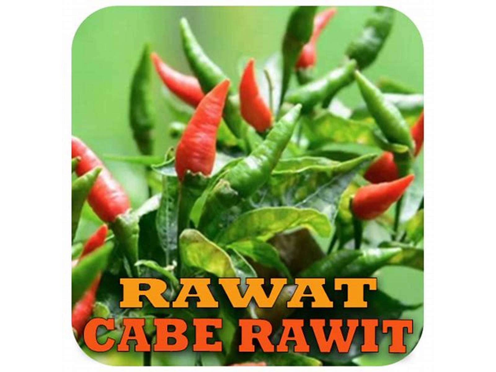 Cabe Rawit App Indonesia