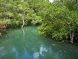 Peran Kepiting Air Payau dalam Ekosistem Perairan Payau