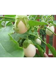 Image result for Easter Plant Ideas