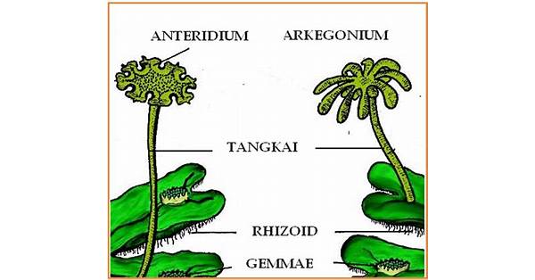 Anteridium dan Arkegonium: Struktur dan Fungsi