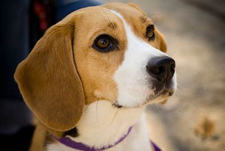 Beagle