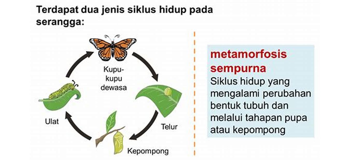 Menjelaskan Siklus Hidup Berbagai Makhluk Hidup