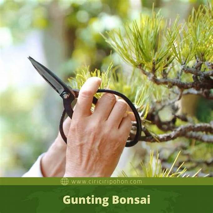 Gunting Bonsai