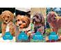 Cavapoo Size Chart