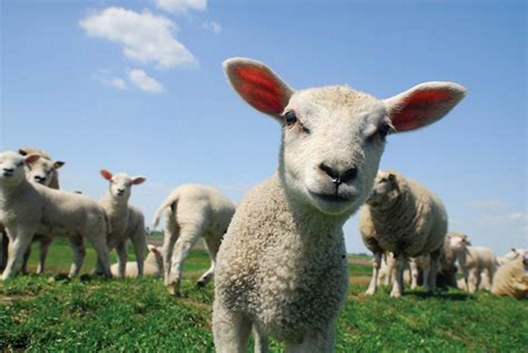 Sheep in Animal Farm