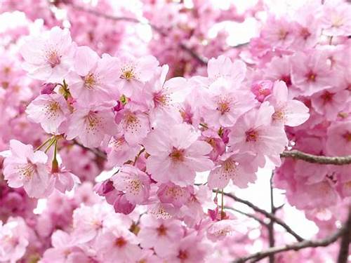 Sakura di Musim Semi