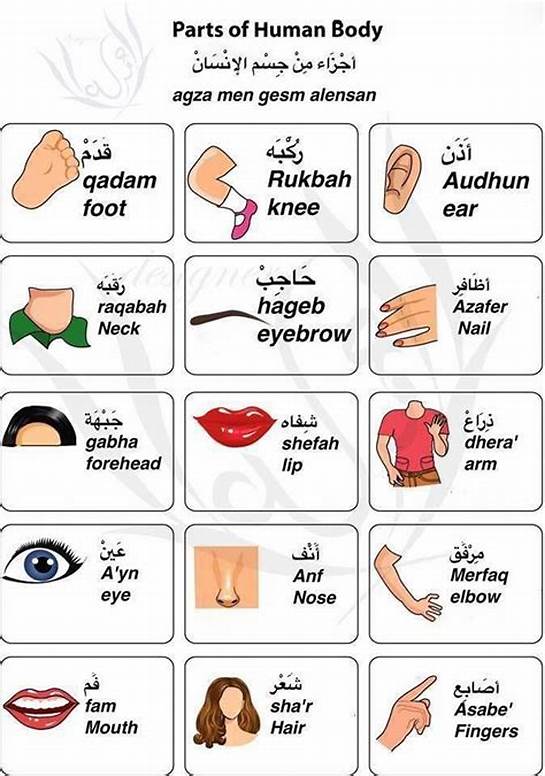 Belajar Nama Anggota Tubuh dalam Bahasa Arab di Indonesia