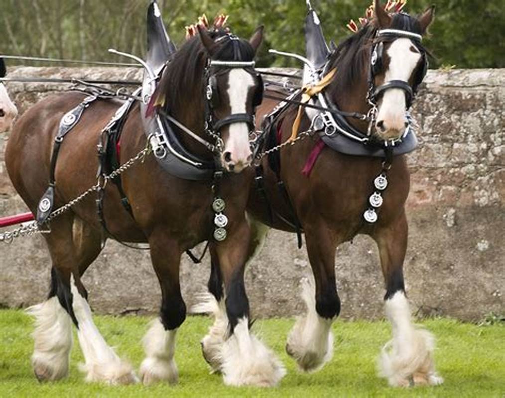 Clydesdale