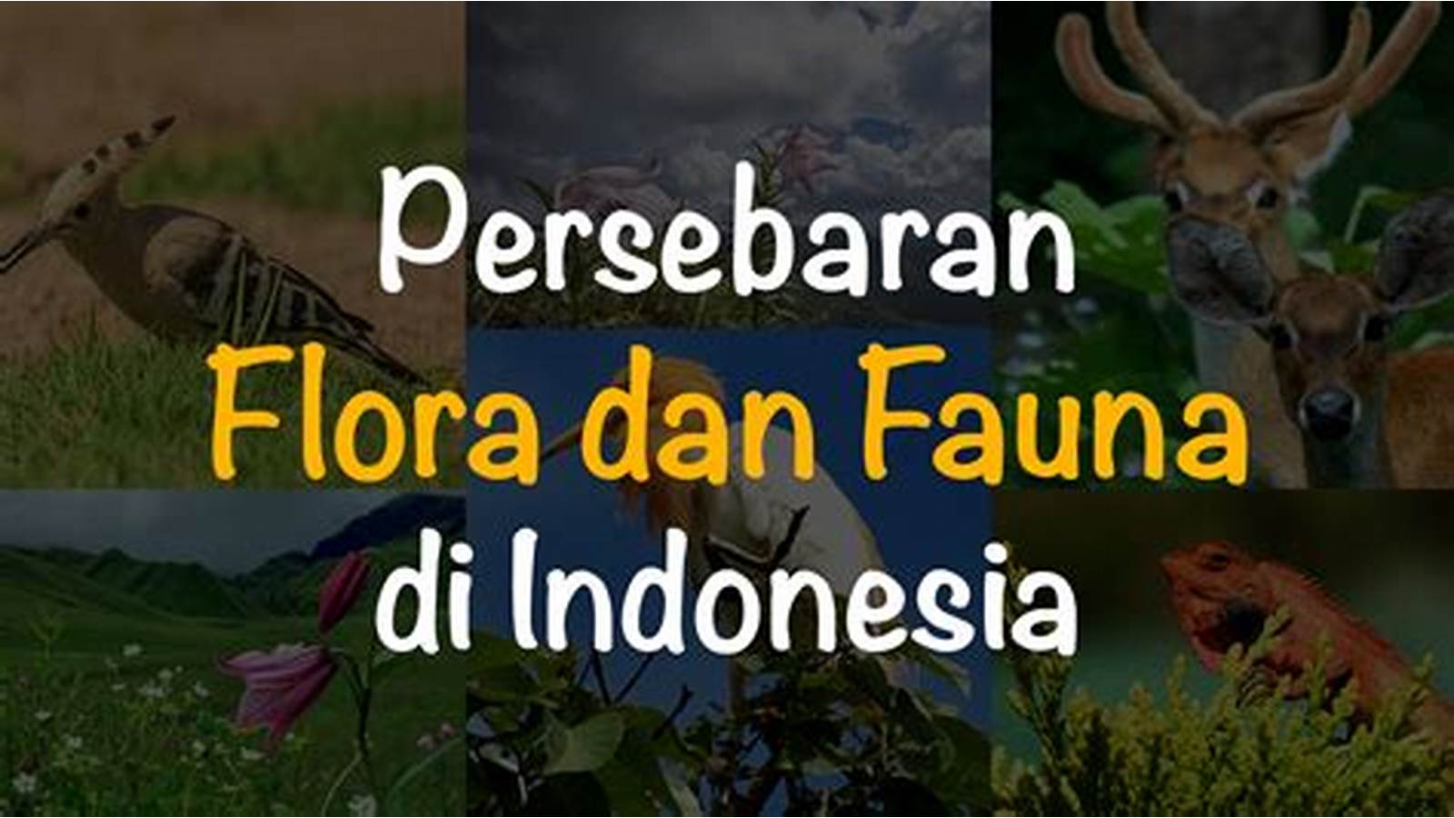 Flora dan Fauna Dataran Tinggi Indonesia
