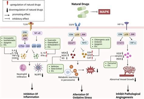 Natural drugs modulate MAPK: targets and strategies for liver fibrosis ...