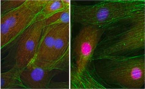 Anti-NRF-1 Antibody from rabbit | Sigma-Aldrich