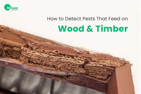 How to Detect Insects That Feed on Wood and Timber: A Complete Guide ...