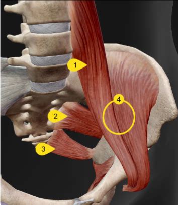 Pelvic Sonography - Worksheet 1 Flashcards | Quizlet