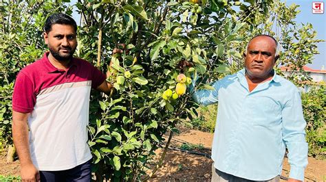 Satara : दुर्गम वांग खोऱ्यात बहरली सफरचंदाची बाग; मानेवाडीतील आधिकराव ...