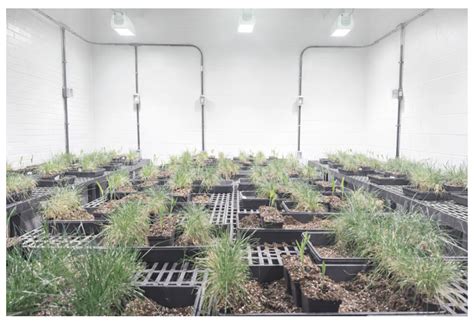 Spatial Proximity to Perennial Groundcover Triggers Shade Avoidance ...