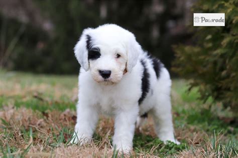 Iker - Sheepadoodle Puppy 364567 | Pawrade