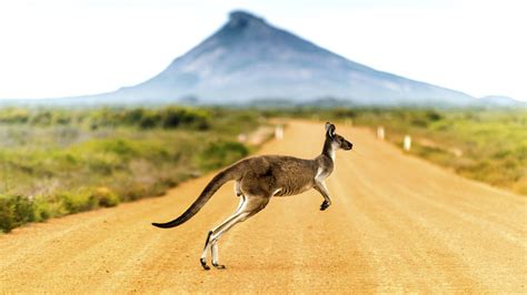 La Meilleure Faune Par Continent Classement Des Cosyst Mes Les Plus