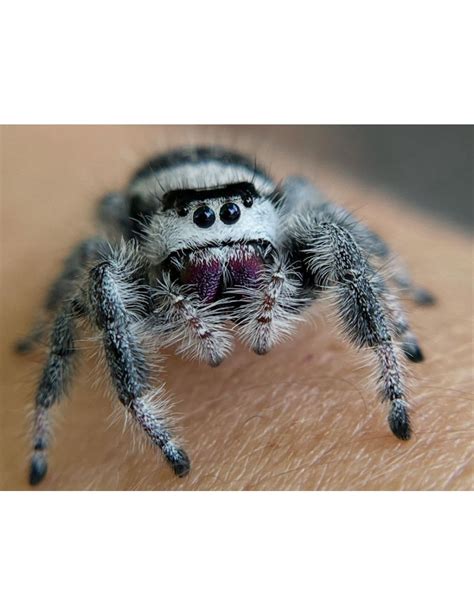 Phidippus regius Apalachicola