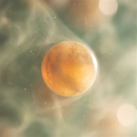 AI in IVF 2026: Robotic Micro-Injection, Foundation Models for ...