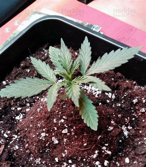 Girl Scout Cookies Seeds (Big Head Seeds) - Cannabis Strain Seeds for ...