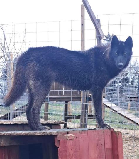 Ohio's Red Riding Hood Rescue Project's wolf dogs forge bond with RI