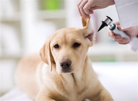 Best Veterinarians in Baratpur, Aurangabad Bihar - Top Animal Doctors ...