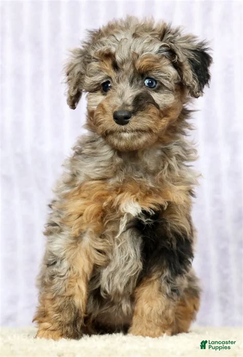 Missy Mini Aussiedoodle for sale in Dundee | Lancaster Puppies