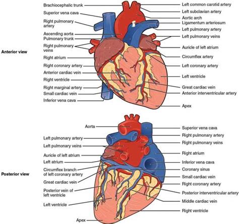 Heart Diagram Model