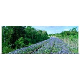 Texas Bluebonnet Flowers On Deserted Railroad Track Texas Hill Country Texas Poster Print