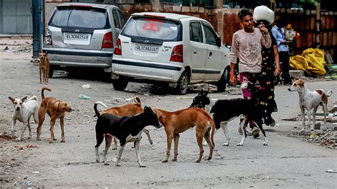 Minors among 4 hurt in stray attack at MGR Nagar
