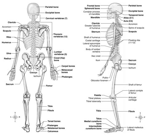 Human Body Diagrams For Wound Care