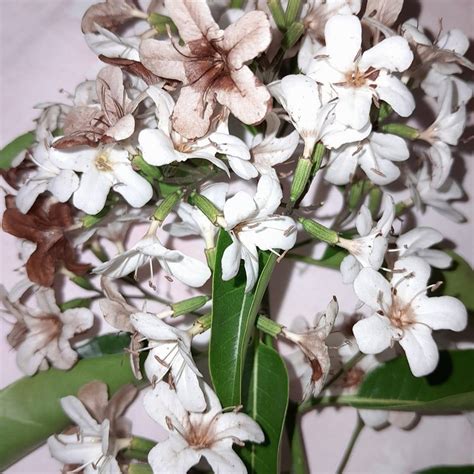 If you are suffering form 1.Prostate problems 2.Uti 3. Bloating 4. Gas ...