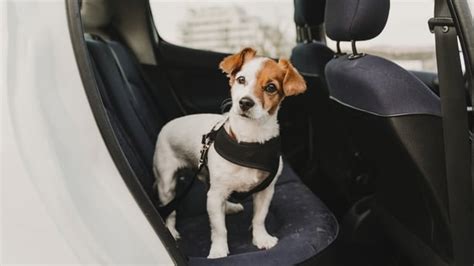 What to do in the first 72 hours of adopting a rescue dog