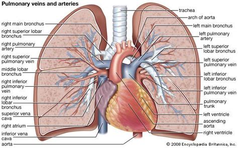 Diagram Of Shapes And Structures In Pulmonary Circuit The Lu