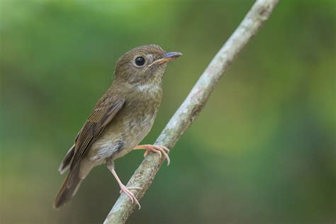 Brown Chested Jungle Flycatcher Singapore Birds Project