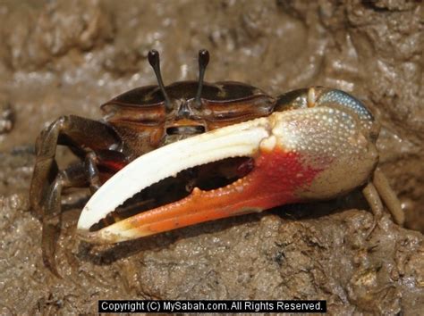 Borneo Fiddler Crabs Sabah Malaysiafiddler Crab Dsc09879