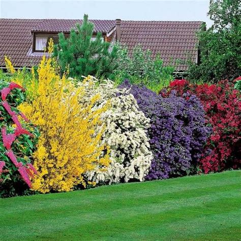 Privacy Plants A Living Fence For Your Outdoor Area